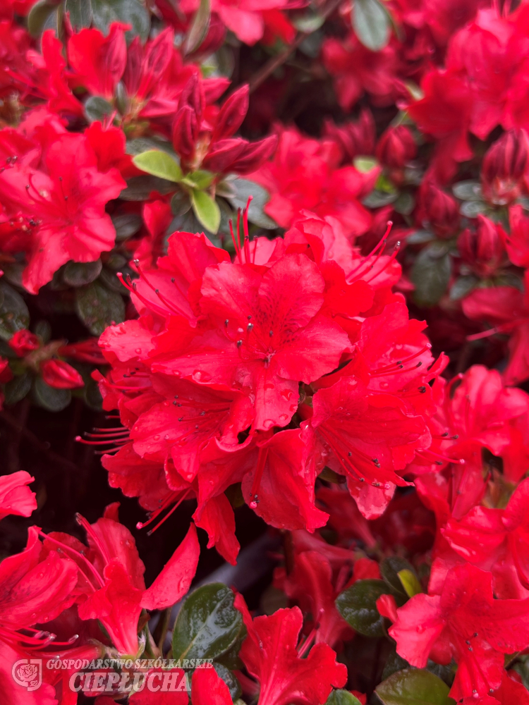 Азалия японская Керторай